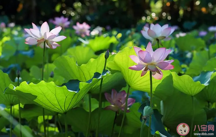 今年的夏天為啥這么熱 全國(guó)最熱的城市在哪