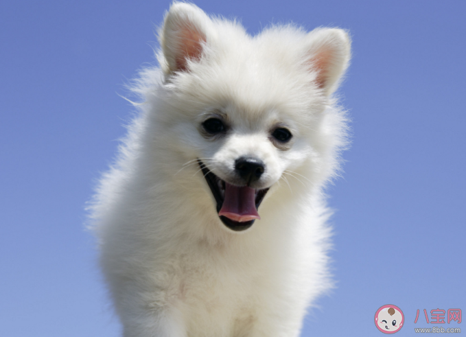 動物是如何感知到人類的情緒的 養寵物可以滿足人的什么心理