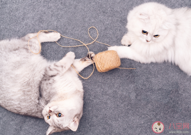 動物是如何感知到人類的情緒的 養寵物可以滿足人的什么心理