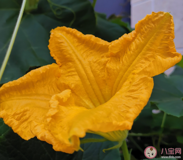 為什么夏天容易睡不好 夏天睡不好怎么辦 為什么夏天容易睡不好 夏天睡不好怎么辦