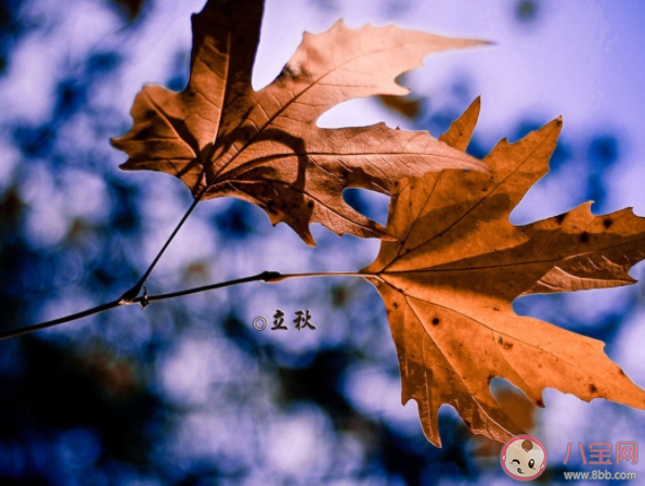 2022年有秋老虎嗎 閉眼秋是什么意思