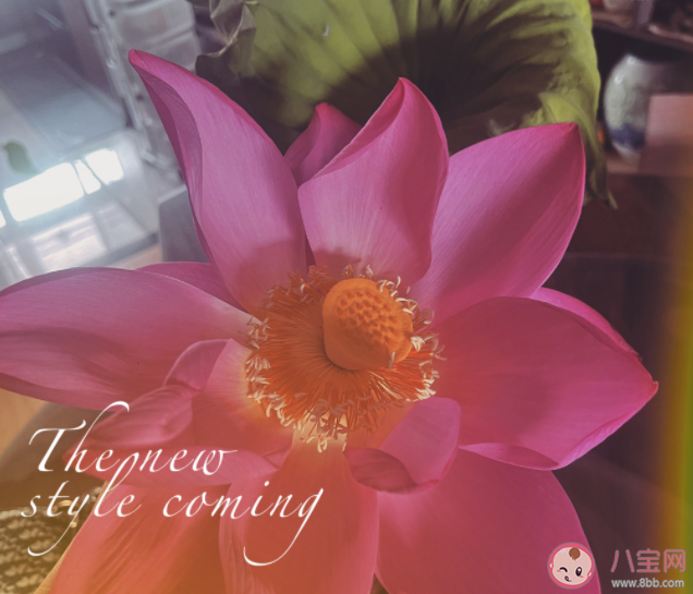 你眼里的愛情是什么模樣 哪種愛情是你想要的 你眼里的愛情是什么模樣 哪種愛情是你想要的