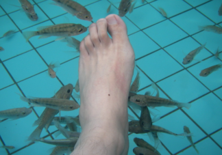 足療小魚是什么魚 魚療安全嗎