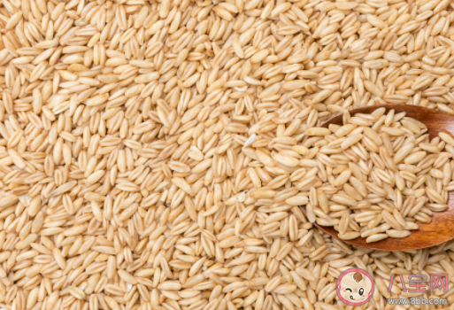 燕麥是一種什么樣的食物 燕麥與小麥相比哪種更健康