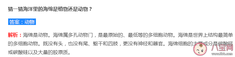 海洋里的海綿是植物還是動物 螞蟻莊園8月11日答案解析 海洋里的海綿是植物還是動物 螞蟻莊園8月11日答案解析