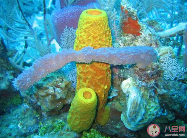 海洋里的海綿是植物還是動物 螞蟻莊園8月11日答案解析 海洋里的海綿是植物還是動物 螞蟻莊園8月11日答案解析