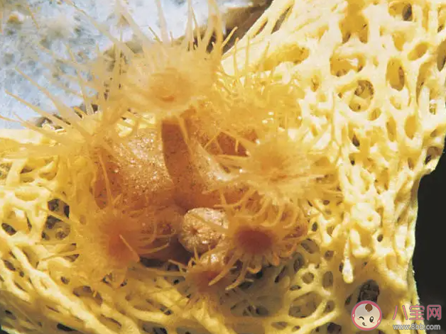 海洋里的海綿是植物還是動物 螞蟻莊園8月11日答案解析 海洋里的海綿是植物還是動物 螞蟻莊園8月11日答案解析