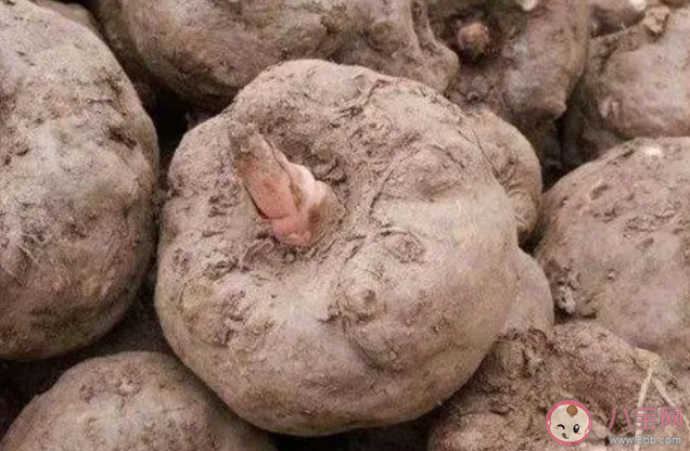 如果在野外挖到魔芋塊莖可以生吃嗎 螞蟻莊園8月11日答案最新