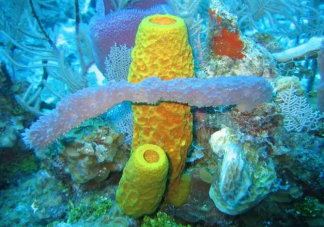 海洋里的海綿是植物還是動物 螞蟻莊園8月11日答案解析