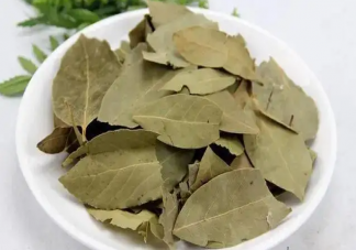 香葉其實是哪種樹的葉子 螞蟻莊園8月12日答案解析