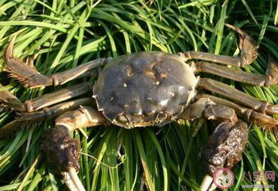 為什么大部分螃蟹是橫著走的 螞蟻莊園8月13日答案介紹 為什么大部分螃蟹是橫著走的 螞蟻莊園8月13日答案介紹