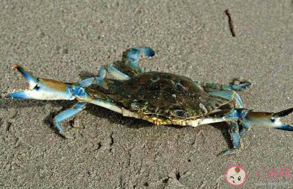 為什么大部分螃蟹是橫著走的 螞蟻莊園8月13日答案介紹 為什么大部分螃蟹是橫著走的 螞蟻莊園8月13日答案介紹