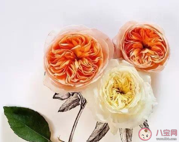 為什么談戀愛一定要主動 在感情中主動的一方就一定會輸嗎 為什么談戀愛一定要主動 在感情中主動的一方就一定會輸嗎