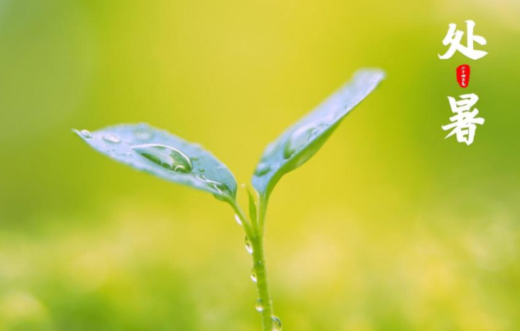2022今日處暑節氣早安心語文案說說 2022今天是處暑的早安語錄