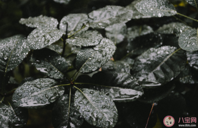 雨后聞到一股泥土的清香它來自于什么 螞蟻莊園8月17日答案介紹 雨后聞到一股泥土的清香它來自于什么 螞蟻莊園8月17日答案介紹