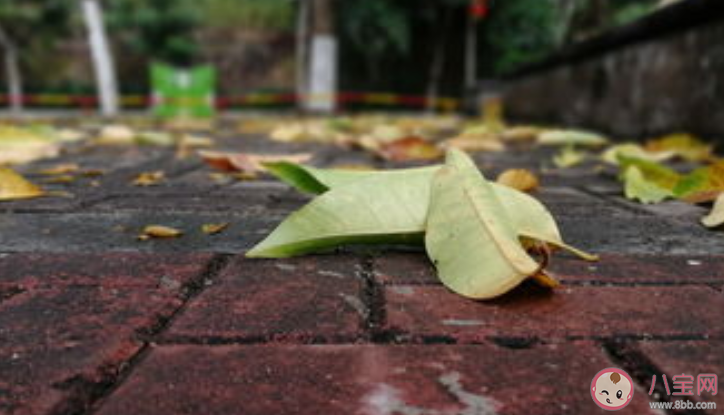 雨后泥土的清香來自于什么 螞蟻莊園8月17日正確答案 雨后泥土的清香來自于什么 螞蟻莊園8月17日正確答案