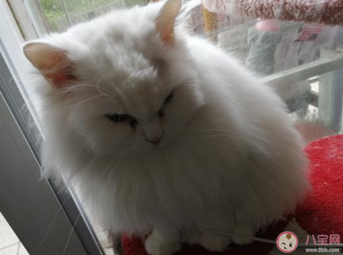 為什么貓可以從很小的縫隙鉆過去 螞蟻莊園8月18日答案介紹