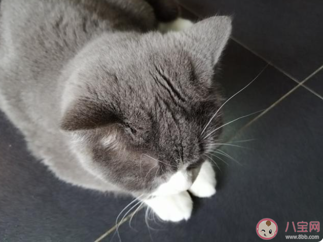 為什么貓可以從很小的縫隙鉆過去 螞蟻莊園8月18日答案介紹