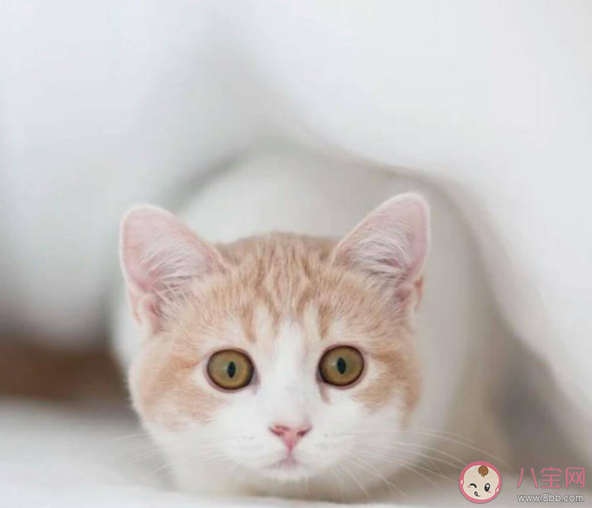 螞蟻莊園貓為什么可以從很小的縫隙鉆過去 8月18日答案解析