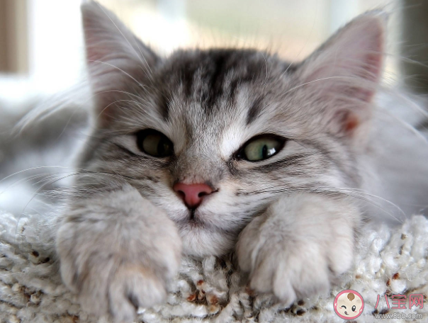 螞蟻莊園貓為什么可以從很小的縫隙鉆過去 8月18日答案解析