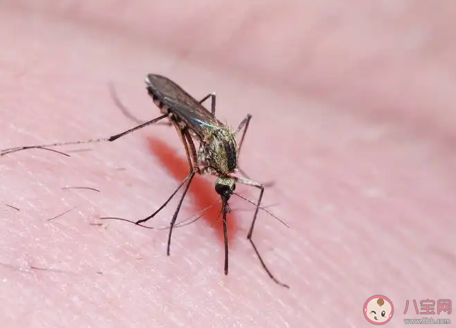 今夏為什么蚊子變少了 蚊子在40度高溫下會被熱死嗎