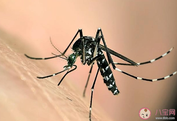 今夏為什么蚊子變少了 蚊子在40度高溫下會被熱死嗎