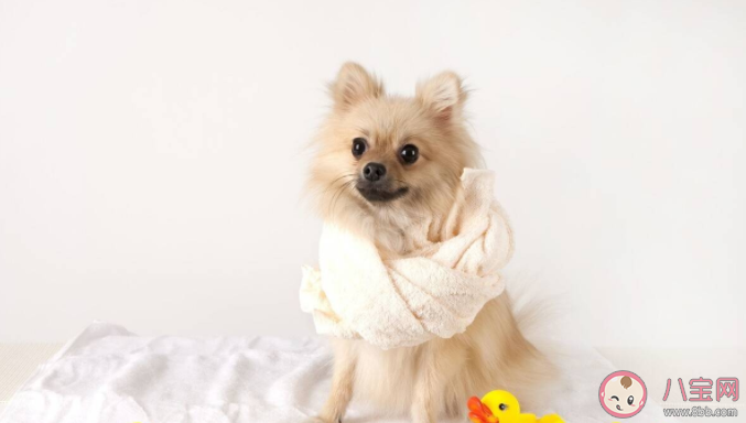 新手養寵第一步該做什么 新貓到家注意事項