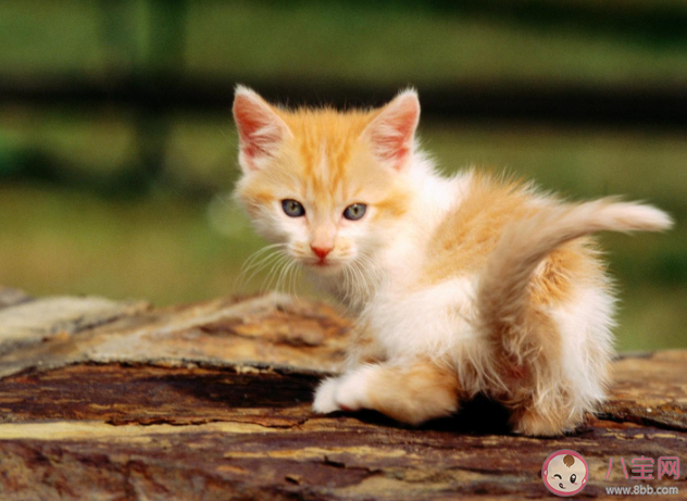 新手養寵第一步該做什么 新貓到家注意事項