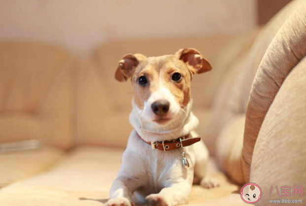 新手養寵第一步該做什么 新貓到家注意事項