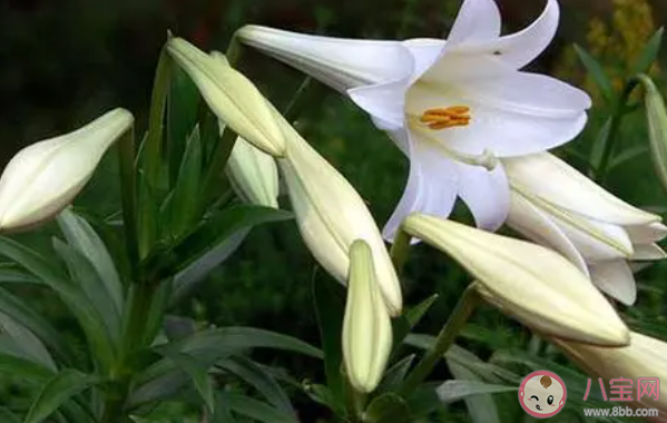 下列哪種花更適合在家里養(yǎng) 螞蟻莊園8月19日答案最新