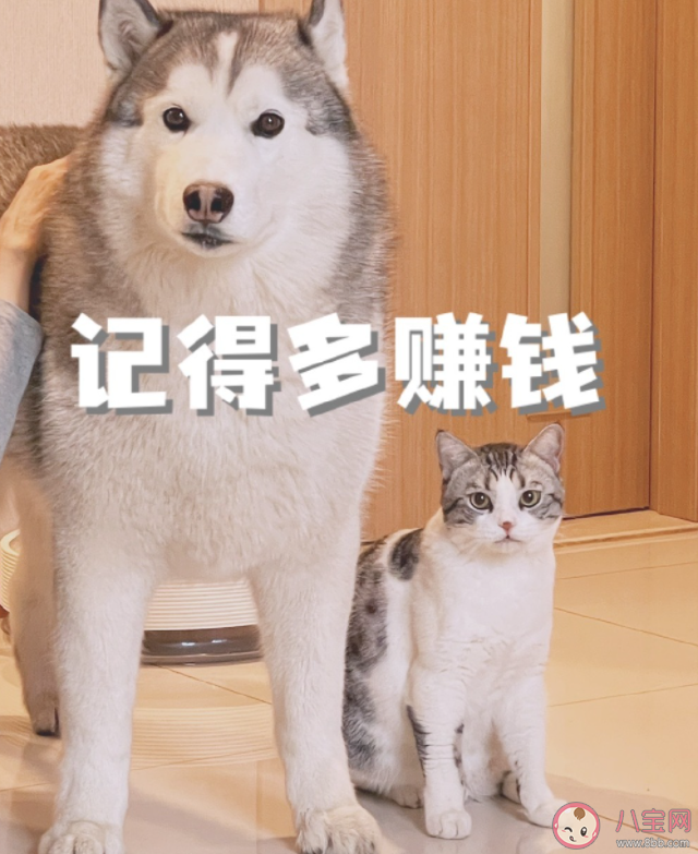 新手養(yǎng)寵第一步該做什么 第一次養(yǎng)寵物要做些什么 新手養(yǎng)寵第一步該做什么 第一次養(yǎng)寵物要做些什么