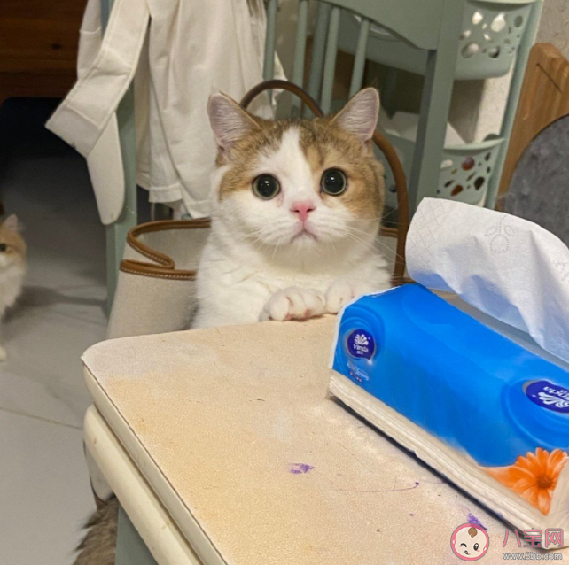 新手養(yǎng)寵第一步該做什么 第一次養(yǎng)寵物要做些什么 新手養(yǎng)寵第一步該做什么 第一次養(yǎng)寵物要做些什么