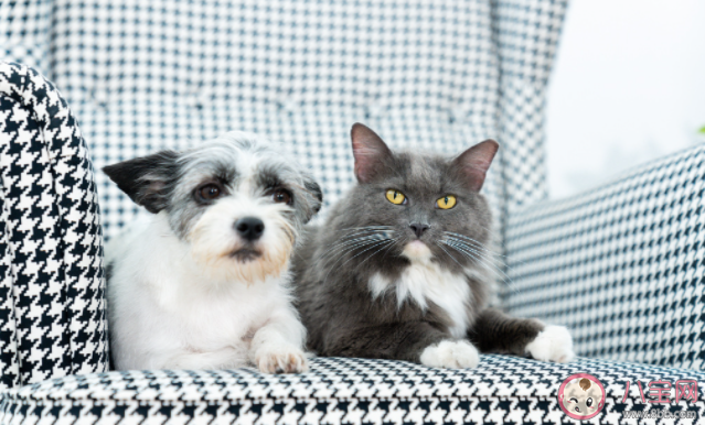 新手養(yǎng)寵第一步該做什么 第一次養(yǎng)寵物要做些什么 新手養(yǎng)寵第一步該做什么 第一次養(yǎng)寵物要做些什么