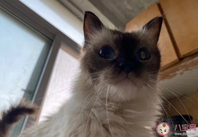 怎樣給貓咪做好清潔 貓咪清潔小tips來了 怎樣給貓咪做好清潔 貓咪清潔小tips來了