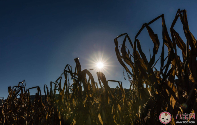 大旱會不會造成糧價菜價上漲 長江流域干旱到底有多嚴重