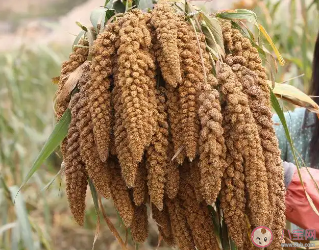 春種一粒粟秋收萬顆子中的粟指的是 螞蟻莊園8月27日答案介紹