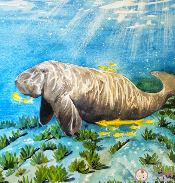 美人魚原型滅絕 儒艮為什么被稱為美人魚原型