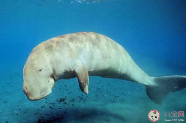 美人魚原型滅絕 儒艮為什么被稱為美人魚原型