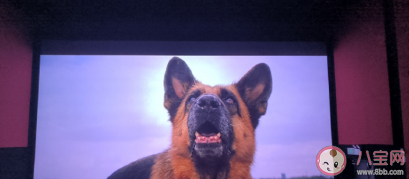 電影《忠犬帕爾瑪》的原型是誰 《忠犬帕爾瑪》是真實(shí)故事改編的嗎