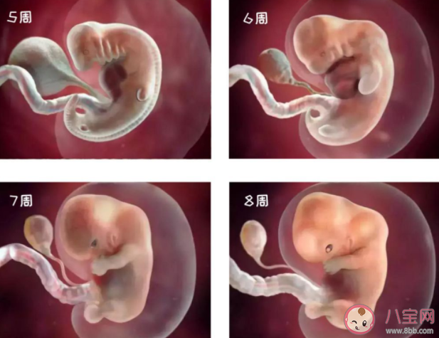 胎兒發育多久可以看清四肢 胎兒不足月出生有什么影響 胎兒發育多久可以看清四肢 胎兒不足月出生有什么影響