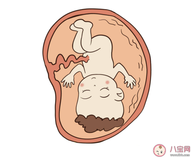 胎兒發育多久可以看清四肢 胎兒不足月出生有什么影響 胎兒發育多久可以看清四肢 胎兒不足月出生有什么影響