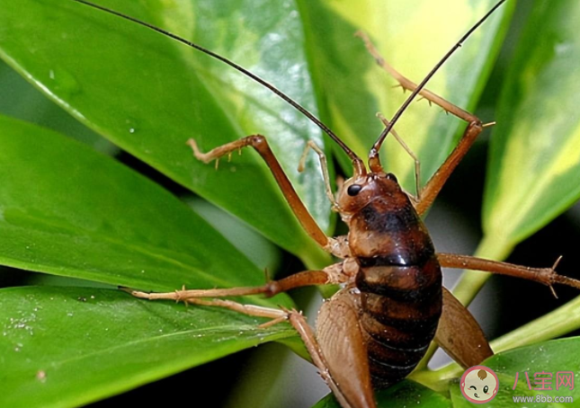 蛛絲馬跡中的馬是指什么馬 馬跡是怎么和蛛絲聯(lián)系起來(lái)的