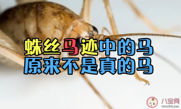 蛛絲馬跡中的馬是指什么馬 馬跡是怎么和蛛絲聯(lián)系起來(lái)的