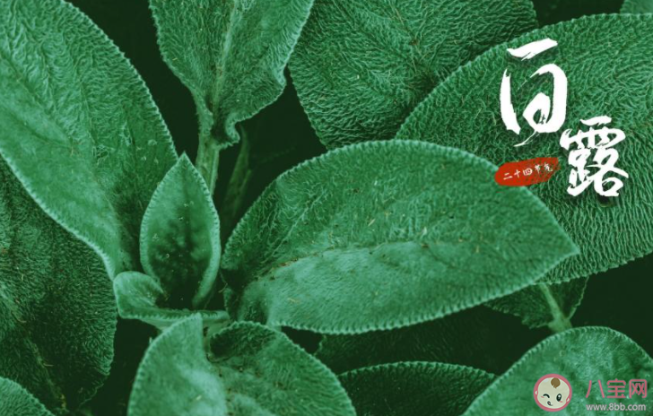 白露節氣早安心語說說配圖2022 白露節氣早上好的圖片說說2022