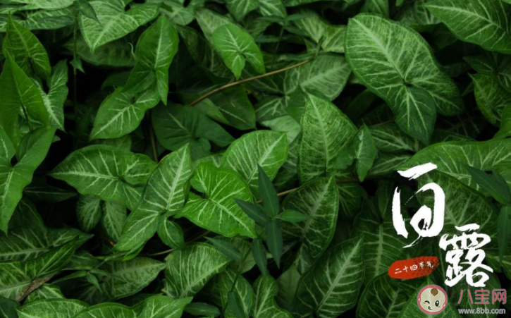 白露節氣早安心語說說配圖2022 白露節氣早上好的圖片說說2022