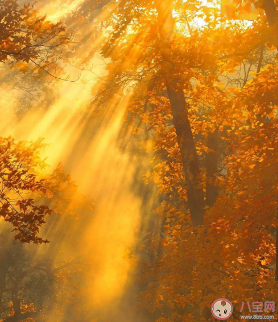 2022秋天來了的心情文案句子 秋天來了的感悟說說