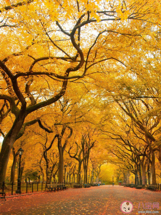 2022秋天來了的心情文案句子 秋天來了的感悟說說