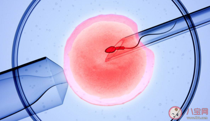 胚胎移植哪種成功率最高 胚胎移植后要做好哪些事情