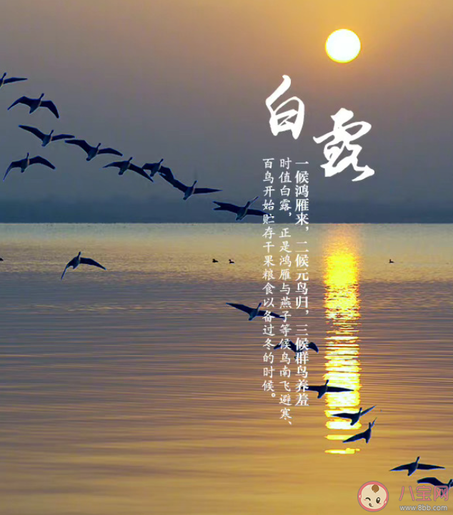 為什么形容露水是白的 白露節(jié)氣的由來是怎樣的