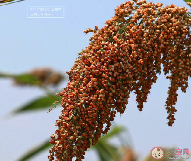 為什么秋天叫金秋 秋天都有哪些特點
